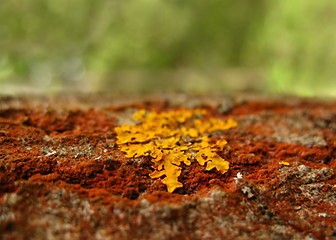 Image showing Lichen