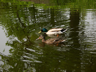 Image showing Ducks