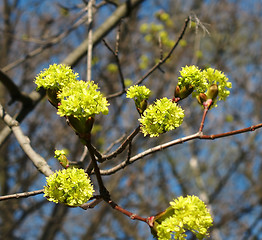 Image showing Blooming maple