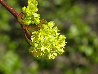 Image showing Blooming maple