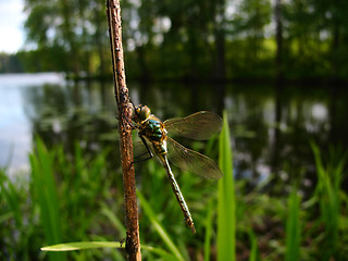 Image showing dragonfly