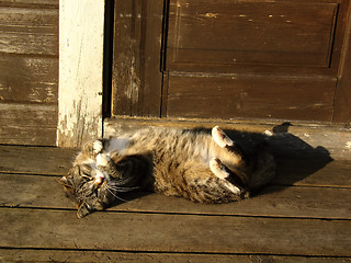 Image showing Cat lying on doorstep