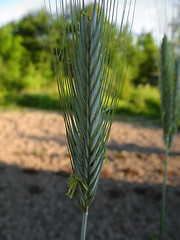 Image showing spikelet of rye