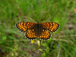 Image showing butterfly 