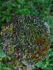 Image showing Stump with lichen