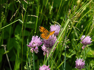 Image showing butterfly