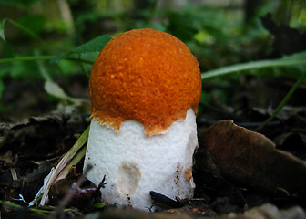 Image showing Aspen mushroom