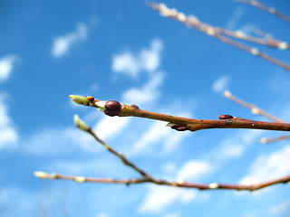 Image showing Branch of tree