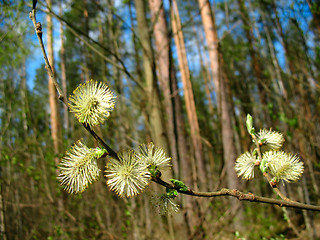 Image showing Branch of  willow