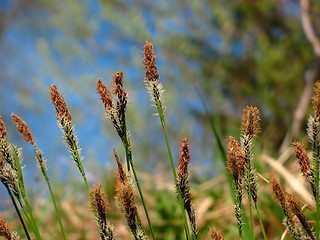 Image showing Meadow grass