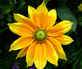 Image showing dahlia