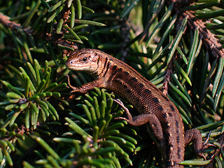 Image showing Little lizard