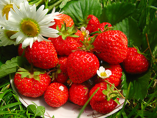 Image showing Camomile and strawberry 