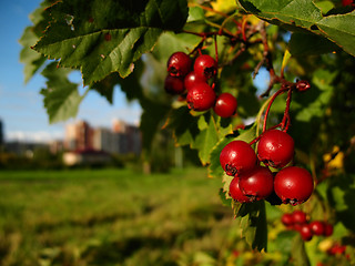 Image showing ashberries in autumn city