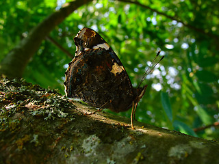 Image showing peacock butterfly