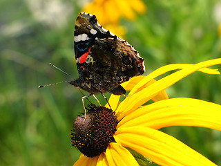 Image showing butterfly