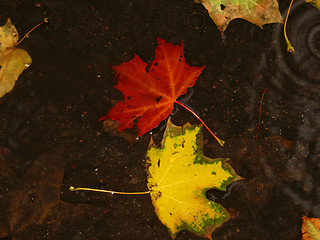 Image showing leaf of maple 