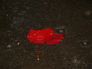 Image showing leaf of maple