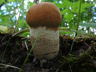 Image showing Aspen mushroom