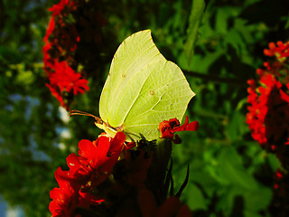 Image showing Gonepteryx butterfly