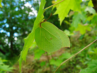 Image showing Gonepteryx butterfly