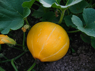 Image showing pumpkin