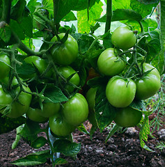 Image showing Green tomato