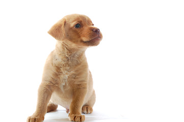 Image showing brown puppy