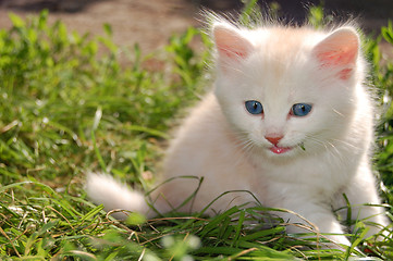 Image showing white kitten in grass