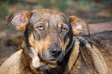 Image showing stary dog