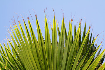 Image showing Palm leaves