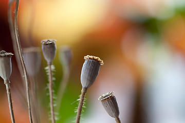 Image showing Poppy Pods