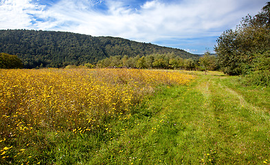 Image showing Summer Meadow