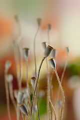 Image showing Poppy Pods