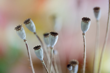 Image showing Poppy Pods