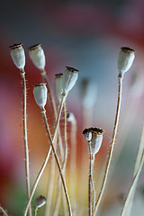 Image showing Poppy Pods