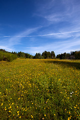 Image showing Summer Meadow