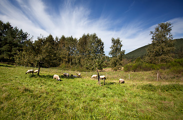 Image showing Summer Meadow