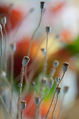 Image showing Poppy Pods