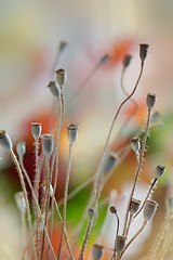 Image showing Poppy Pods