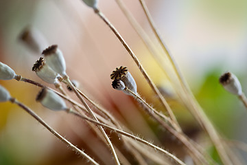 Image showing Poppy Pods