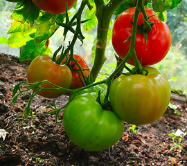 Image showing 3 coloured tomatos