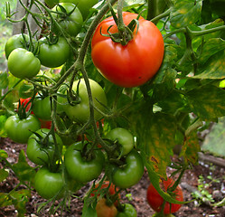 Image showing Green tomato