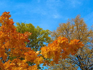 Image showing Autumn