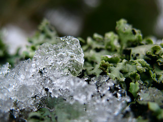 Image showing Moss with ice