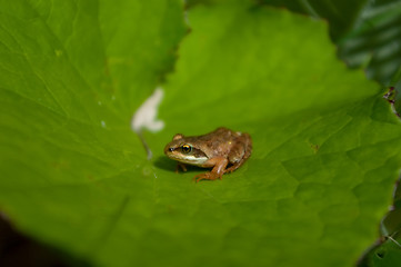 Image showing Little frog