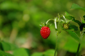 Image showing strawberry