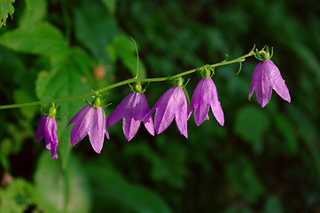 Image showing Campanula