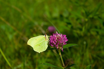 Image showing butterfly