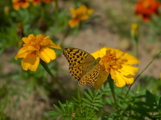 Image showing butterfly 